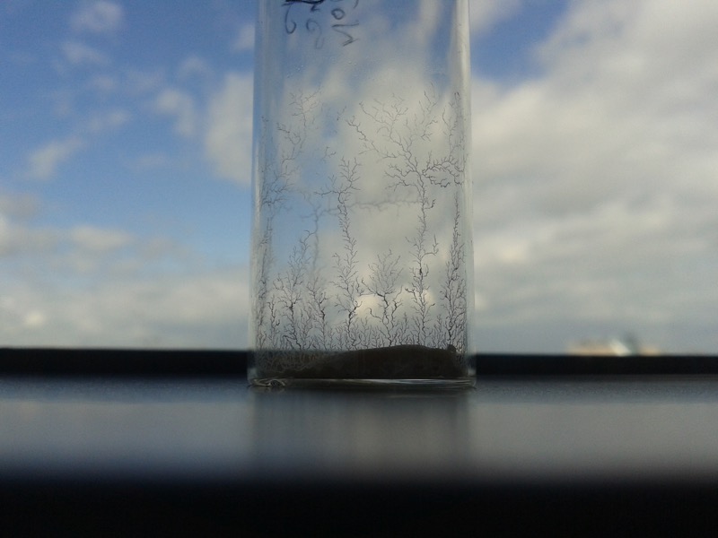 Chemistry World: After a solvent evaporated, this beautiful, unexpected motif formed. It seems like small trees have taken root and are seeking the sun. 
