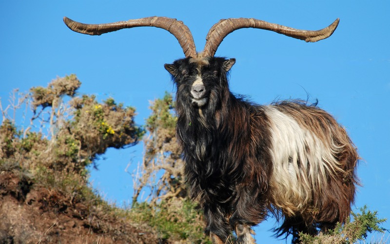 Male billy goat from a feral herd in Mulranny, Co. Mayo, Ireland. Photo credit: John Joyce