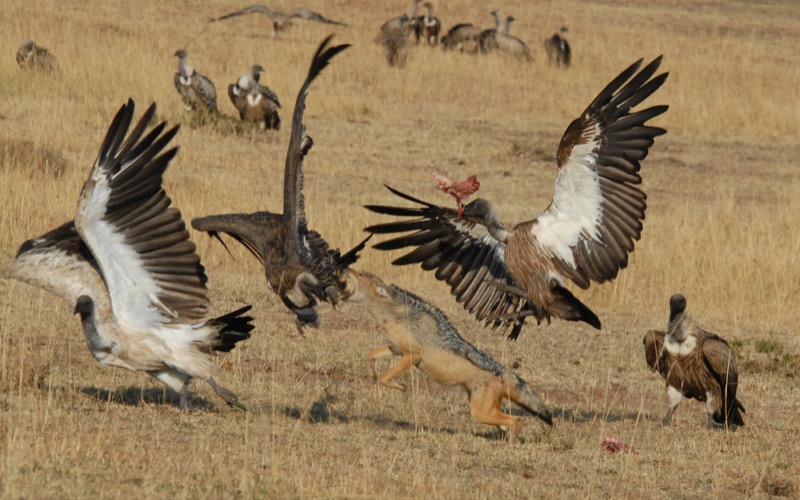 A jackal bullies vultures off a kill on the plains of Africa after following the birds' flight path to the food. Picture: Corinne Kendall.