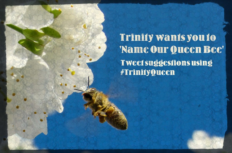 Help us name our Royal VIP by coming up with a suggestion and tweeting @tcddublin, using #TrinityQueen.