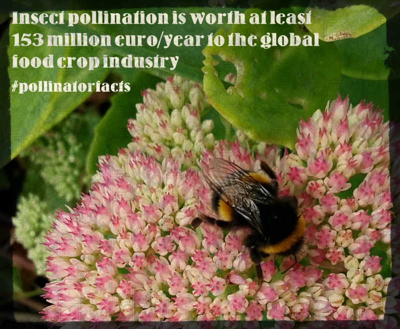 Keep your eyes peeled for more #pollinatorfacts over the next month.