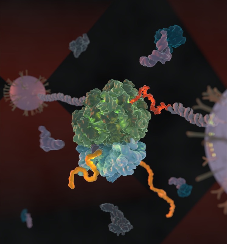 Single ribosome assay.