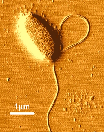 Salmonella typhimurium - institute of food research