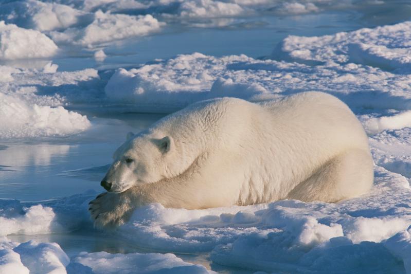 A polar bear still hunting on the sea ice of Hudson Bay, Manitoba, Canada, © Jenny E. Ross.jpg
