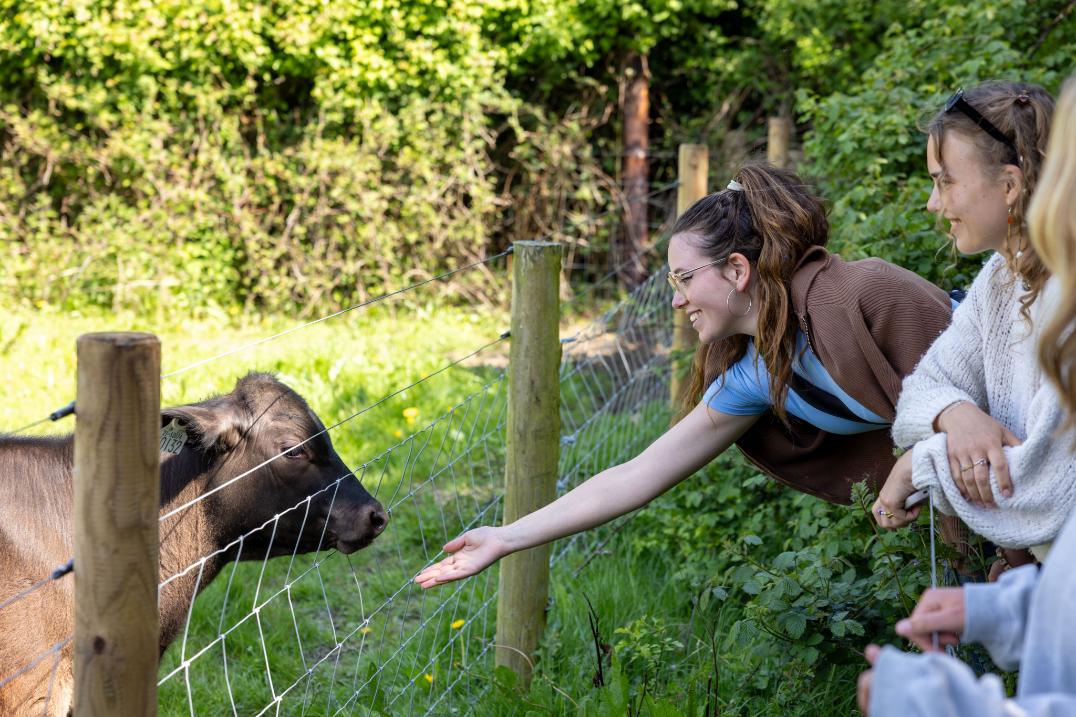 A student reaches out to say hello to a calf