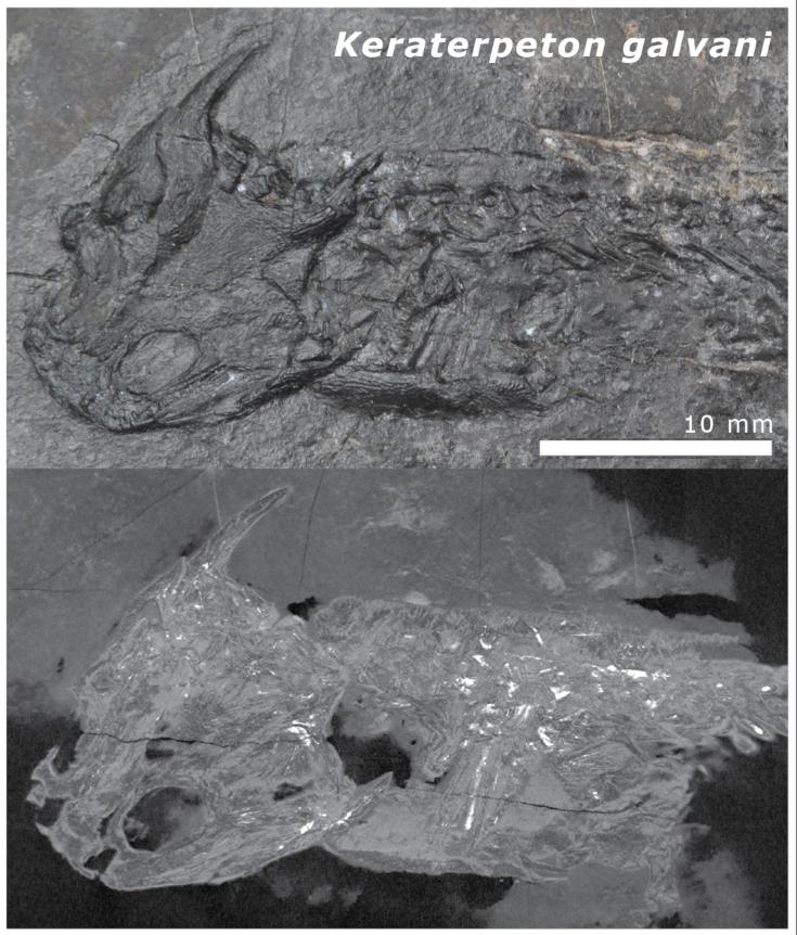 The Jarrow amphibian Keraterpeton galvani in CT scan.