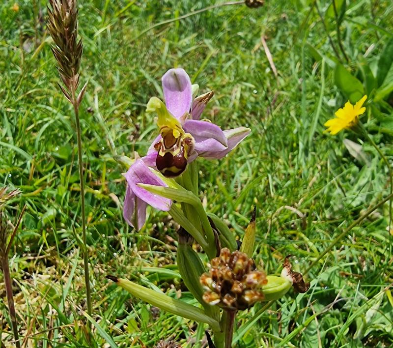 The pinky-purple Bee Orchid (Ophrys apifera) in Derrynane habitat.
