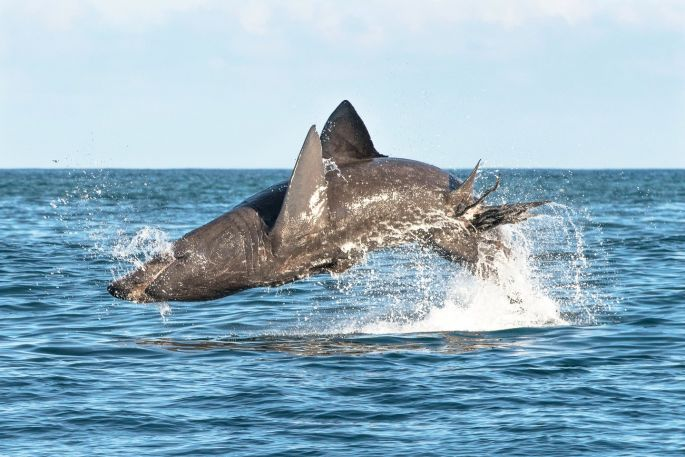A breaching basking shark leaping out of the waves. Copyright Youen Jacob