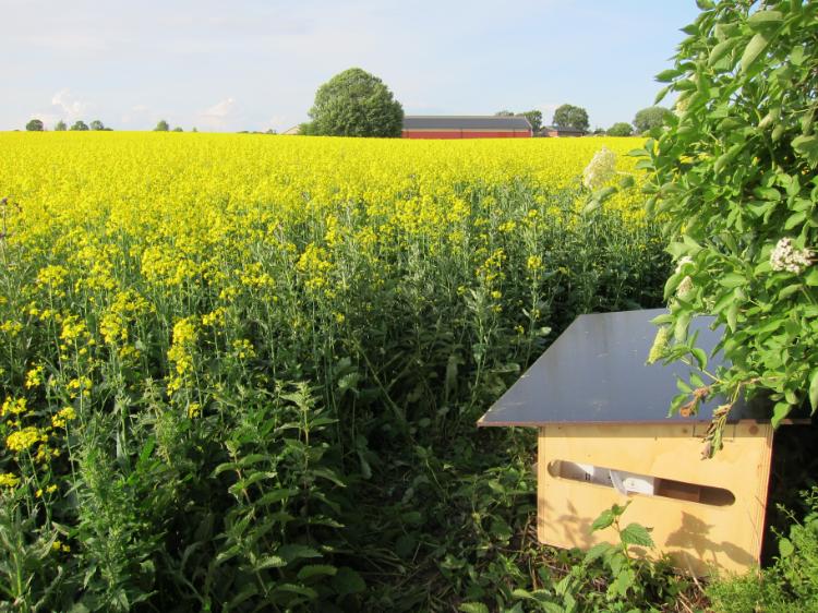 A wooden bumble bee house appears in the foreground of a field full of bright yellow oilseed rape plants.