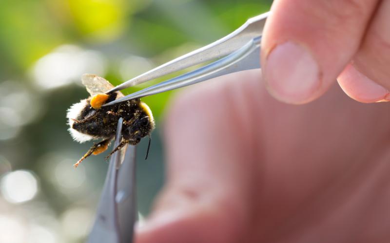 A researcher carefully collects a pollen sample from a bee using a pair of tweezers.