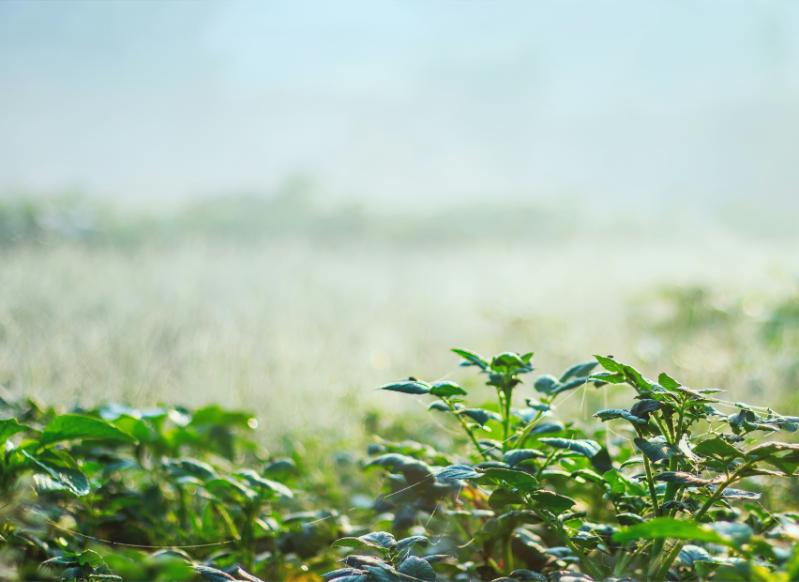 Green plants appear in the foreground with a mist of water on top of them. A sunny sky is in the background.