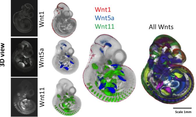 External views of mouse embryos after 10.5 days of development.