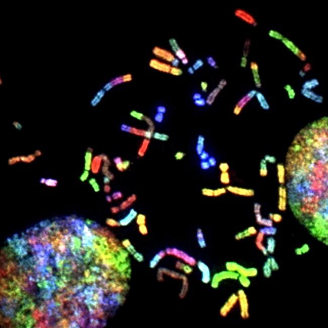 Coloured chromosomes on a black background