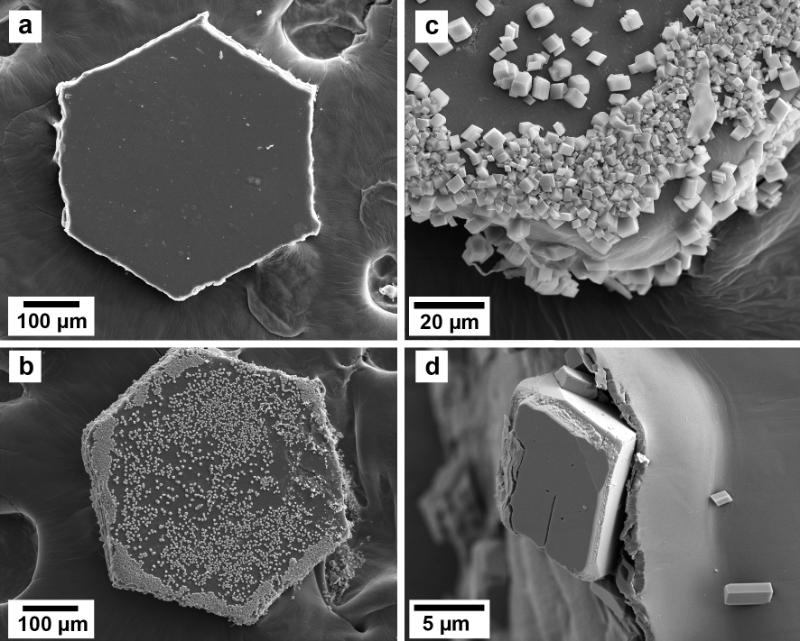(a) unreacted glitter microplastic; (b) glitter microplastic almost fully covered by carbonate minerals; (c) detail of a corner of the glitter microplastic covered by calcite minerals; (d) a calcite mineral breaking the layered structure of a glitter microplastic.