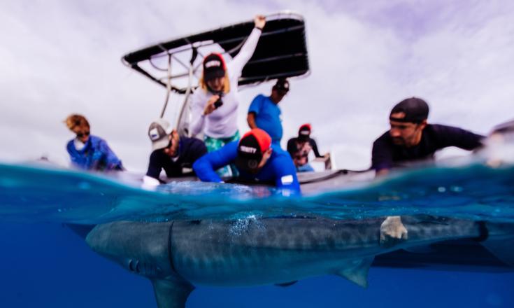 Researchers releasing a tiger shark.