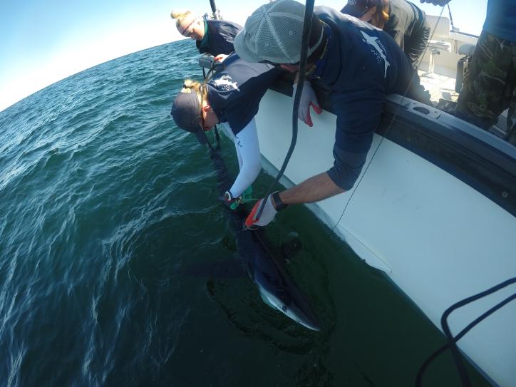 Researchers attach a biologging device to a blue shark