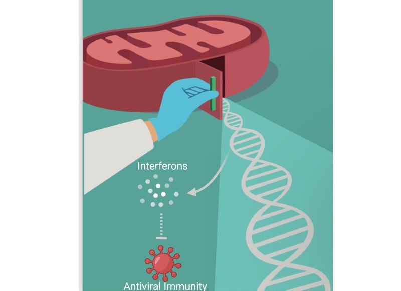 An artist's depiction of how Itaconate drives anti-viral immunity via macrophage activity.