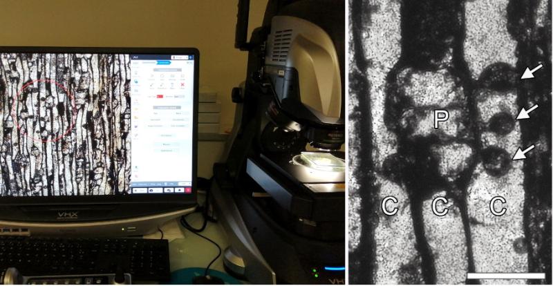 Figure 1. Microscopic observation of a section of Devonian fossil wood containing tyloses and detail of an area showing several tyloses (arrows) produced by parenchyma cells (P) inside a conductor cell (C); scale: 0.05 mm (50 µm). Photos: A-L Decombeix.