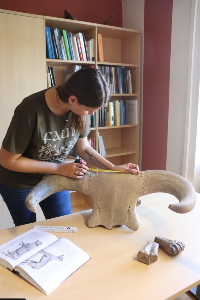 Pleistocene Aurochs from the Upper Rhine Valley, around 50000 years old, image credit Staatliche Schlosser and Garten Hessen