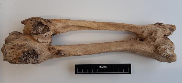 The right tibia and fibula of one of the skeletons.