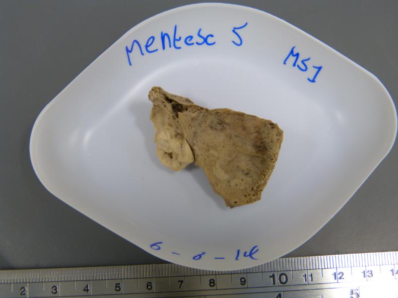 The 8,000-year-old sheep bone from which DNA was extracted. The bone sits in a porcelain bowl prior to DNA extraction.