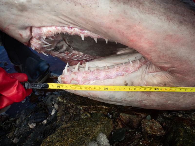 The characteristic head and jaws of the smalltooth sand tiger shark