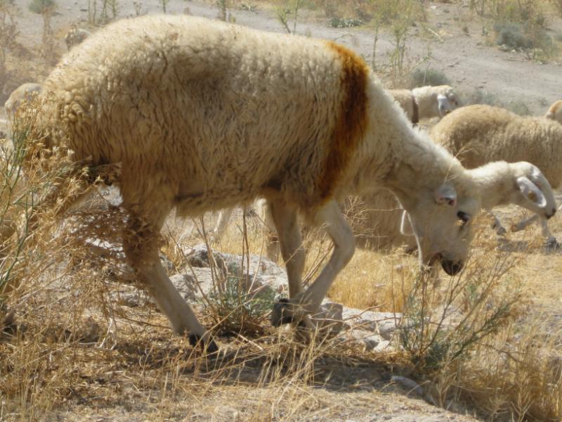 Today's descendants of the first domestic sheep of Central Anatolia. Photo N. Pollath, SNSB.