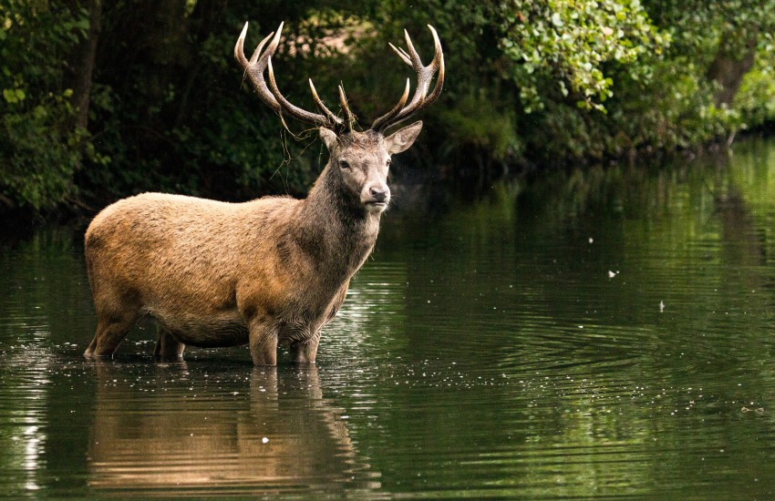 red deer