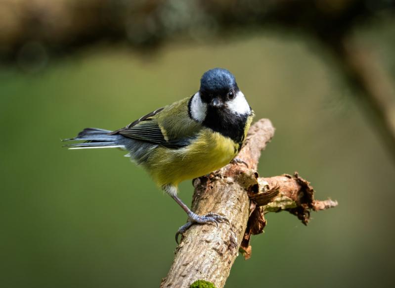 A great tit, with green-yellow, blue, black and white plumage stands on a branch.