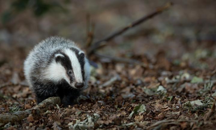 A badger in a forest, walking on fallen leaves.