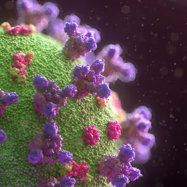 A viral particle showing spike proteins on the surface