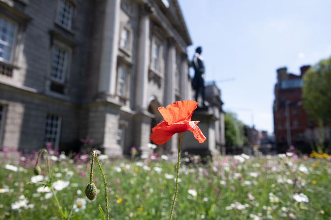 Wildflowers biodiversity sustainability front facade